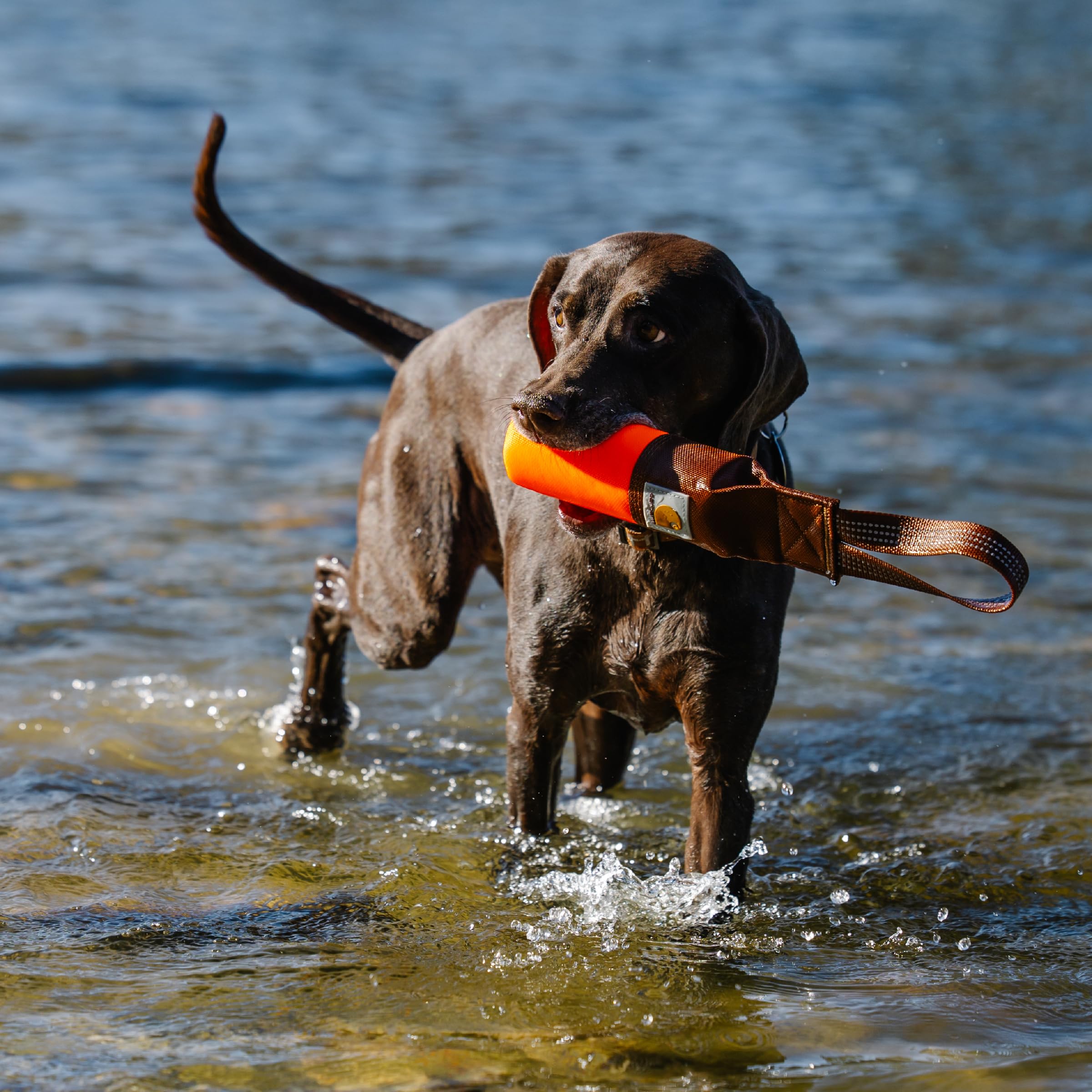 Carhartt Pet Training Tool, Dog Retrieving Bumper, Rugged Nylon Duck Canvas Training Bumper Designed for Retrieval Training, Hunter Orange - Image 5