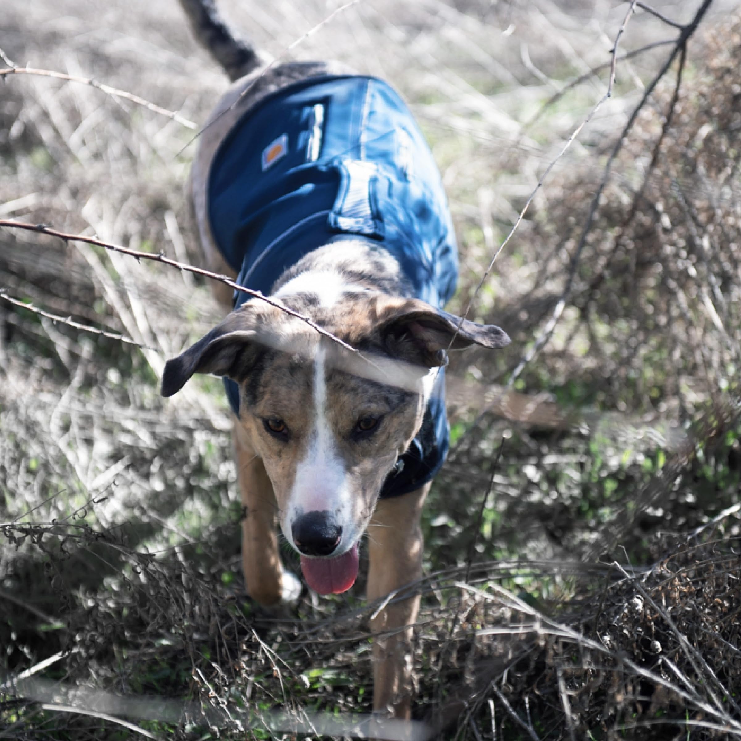 Carhartt Quick Duck Fleece Lined Dog Jac, Water-Repellent Dog Vest, Dark Sapphire, Large - Image 5